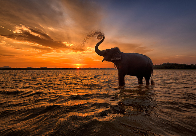 A Feel-Good Sri Lanka Sightseeing Tour Package 5 Days & 4 Nights