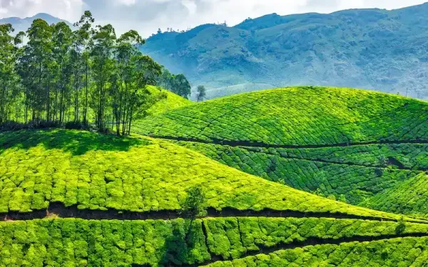 Kerala Honeymoon Tour Package
